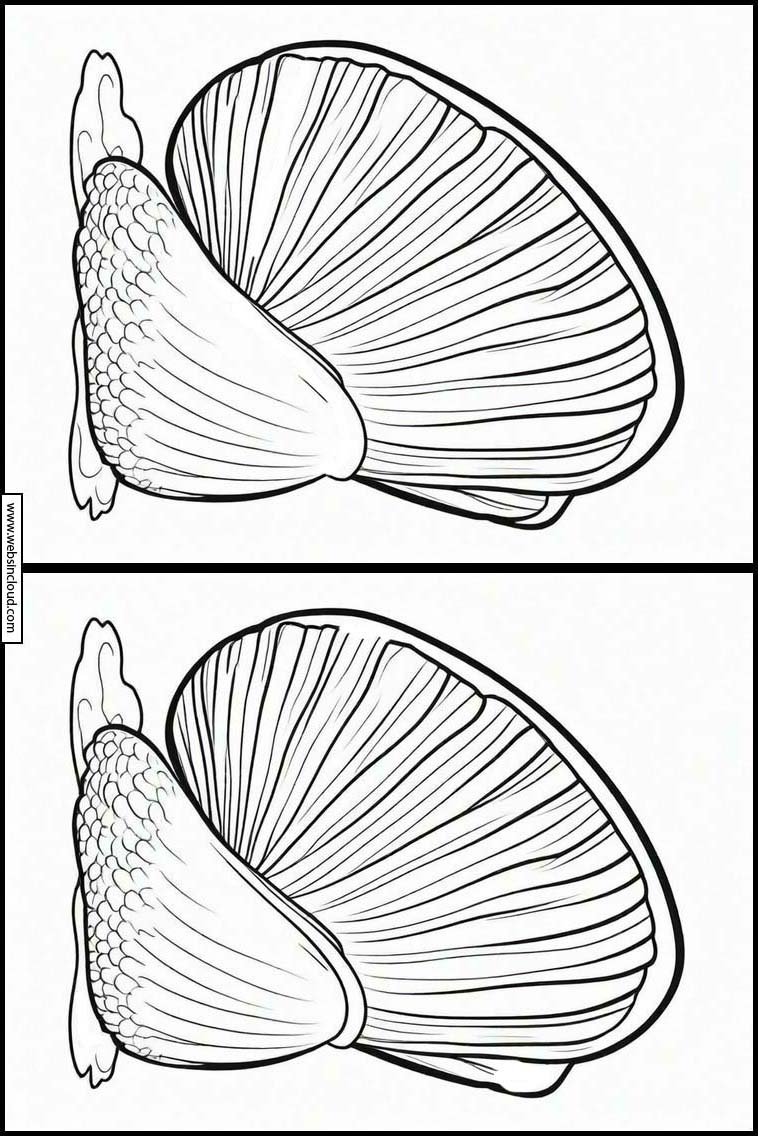 Muscheln - Tiere 3