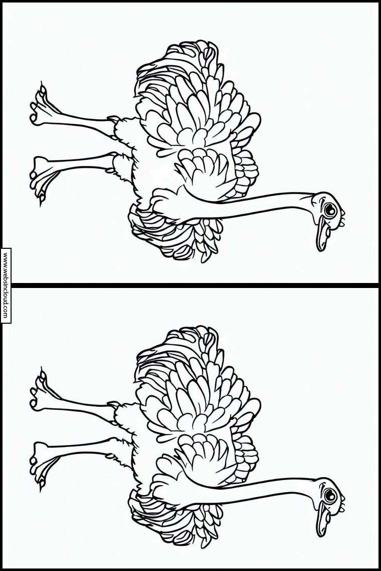 Avestruces - Animales 2