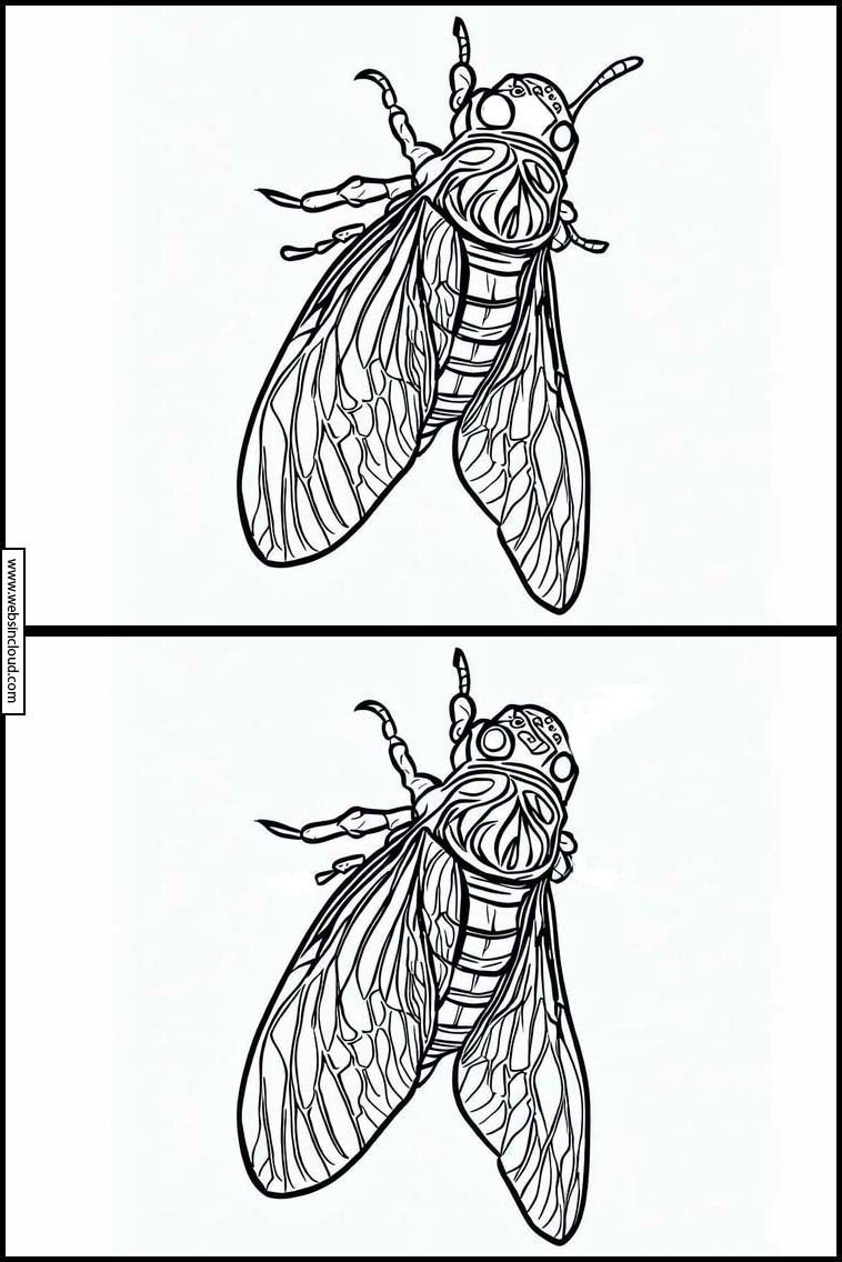 Cicadas - Animals 5