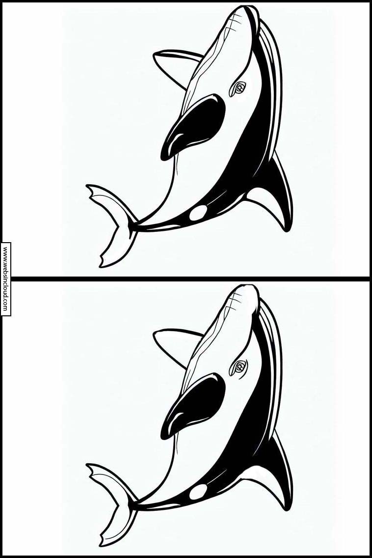 Orcas - Animals 1