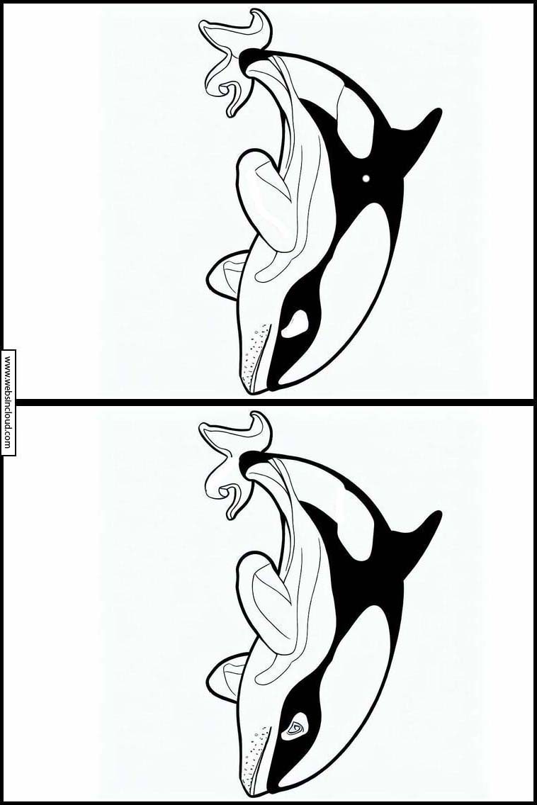 Orcas - Animals 4