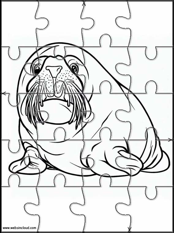 Walruses - Animals 5