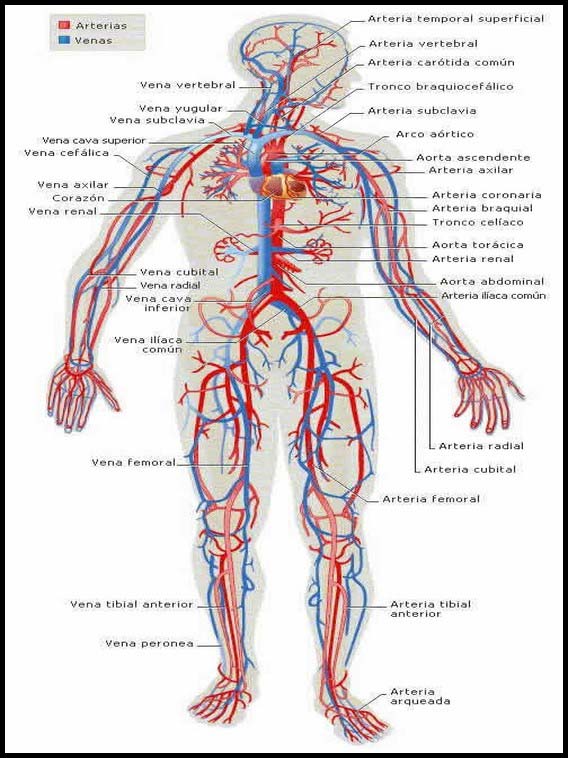 Il corpo umano per imparare lo spagnolo 1