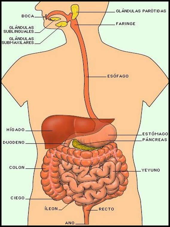 Il corpo umano per imparare lo spagnolo 3