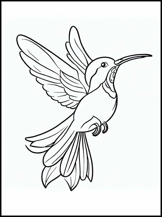 Colibris - Animales 6