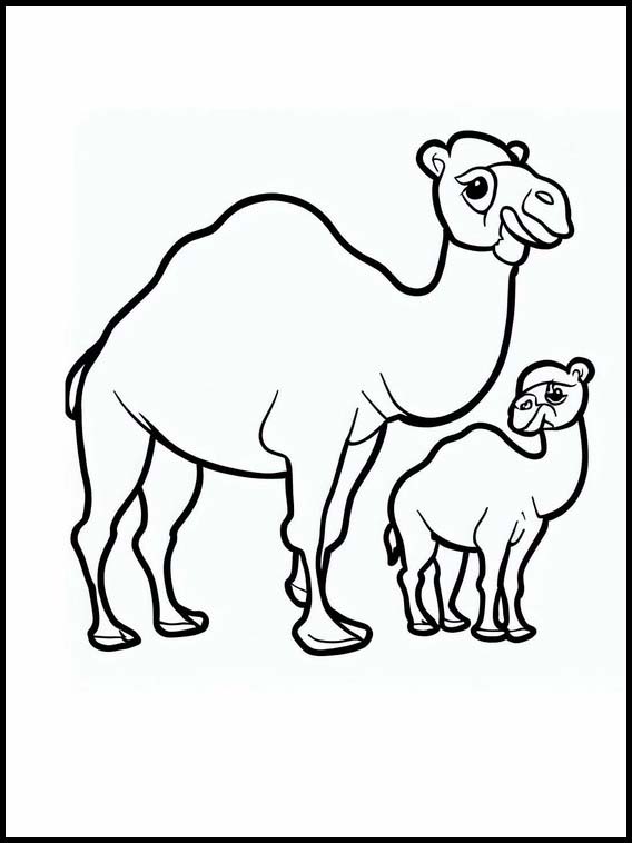 Dromedaries - Animals 1