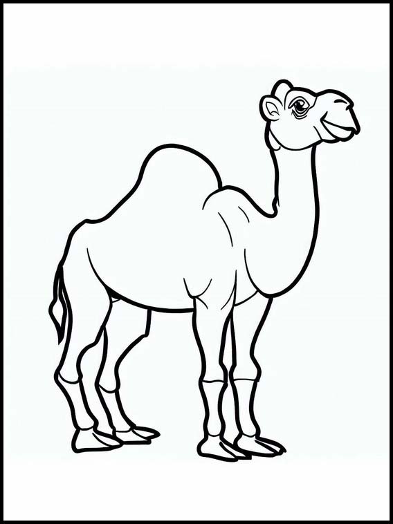 Dromedaries - Animals 5