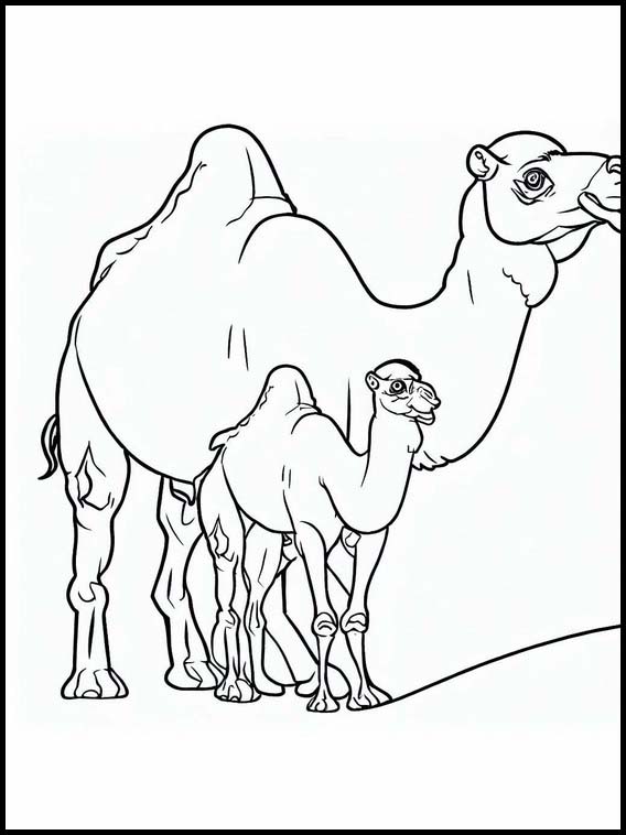 Dromedary  6