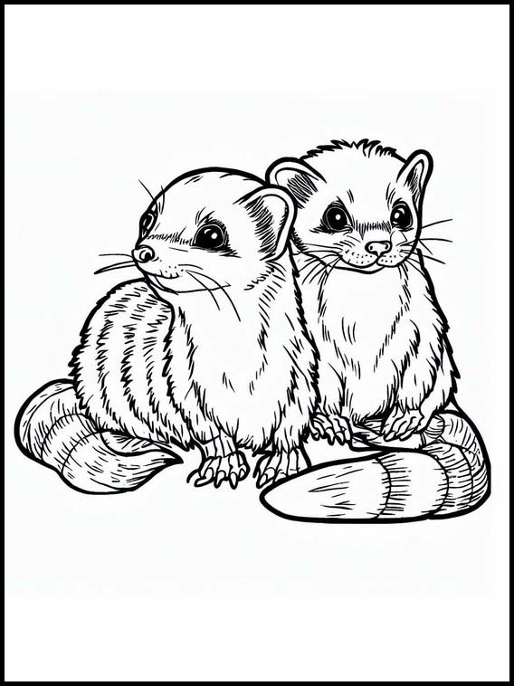 Ferrets - Animals 3