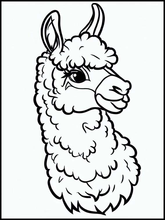 Llamas - Animals 3