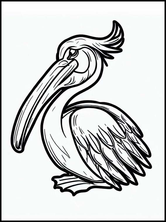 Pelicans - Animals 4