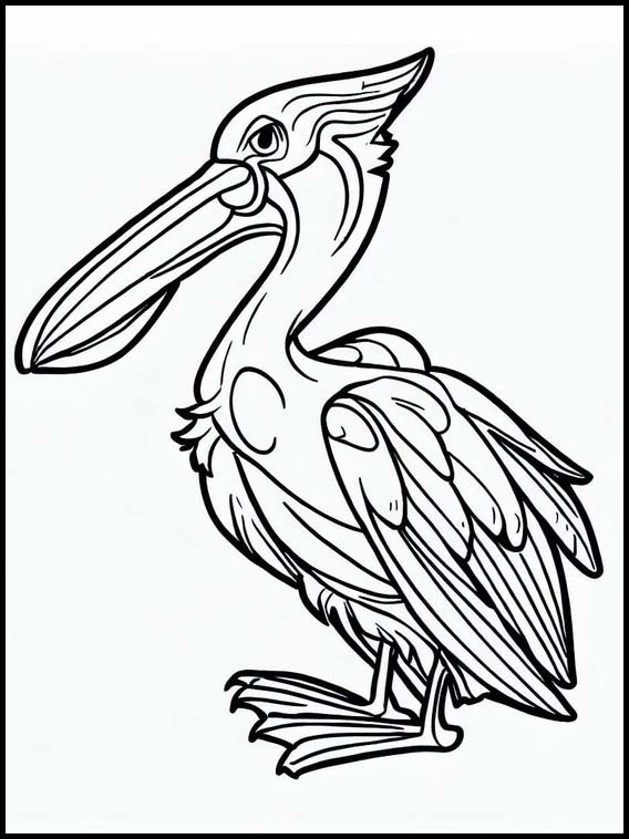 Pelicans - Animals 6