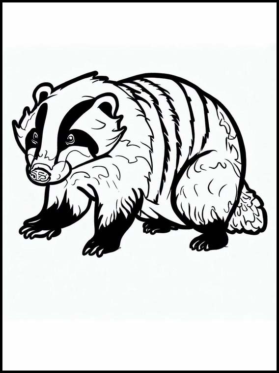 Badgers - Animals 4